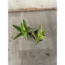 aloe sp vera variegated