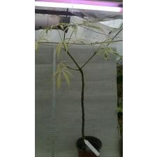 Сейба пятнистая, вариегатная / Ceiba pentandra variegata