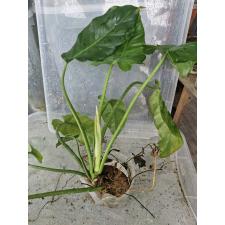 Philodendron 'Jungle Fever' pot