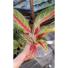 Aglaonema Red Vanilla 46 сент