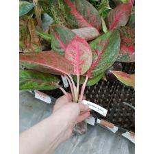 Aglaonema Sub Mongkol 67