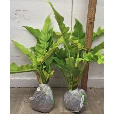 Филодендрон золотой крокодил. / philodendron golden crocodile (L)