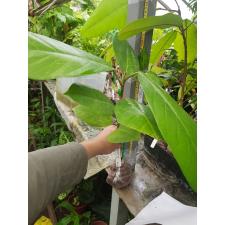 Ficus sp.(T11) 'Huay Kaew' No.5 407/1