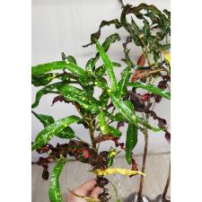 Codiaeum Prakay Roong 95 по 1100р