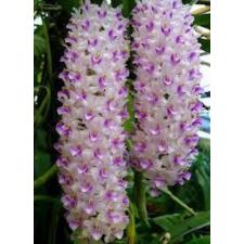 Ринхостилис ретуса / Rhy. retusa