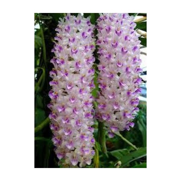 Ринхостилис ретуса / Rhy. retusa