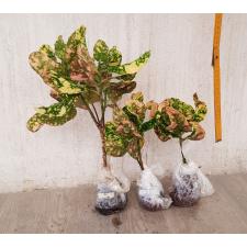Codiaeum B-2 Ja mong kut