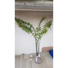 Nephrolepis sp.(T02) 220/3
