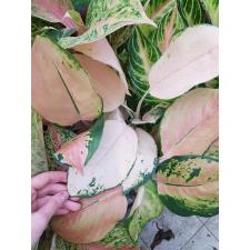 Aglaonema Amazon A-96