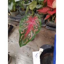 Caladium 6 cm pot #5