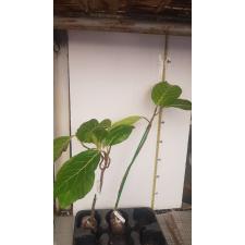 Ficus sp.(T32) 'Golden Supreme' 413
