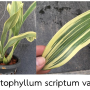 Grammatophyllum scriptum variegated