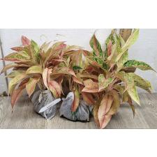 Аглаонема Барами Рунг. / Aglaonema Baramee Rung A-20