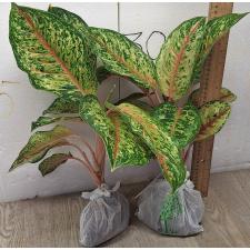 Аглаонема 10 Карат. / Aglaonema 10 Karat A-1