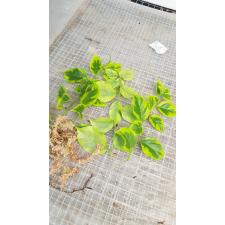 Bugenvilija variegata white flower черенки 30р