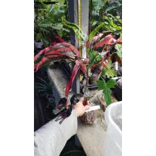 Codiaeum Black Beauty 110/1