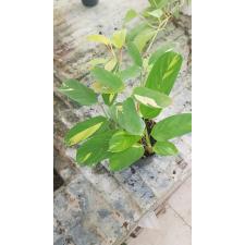 Ctenanthe Pilosa 'mosaic'  550р черный горшок