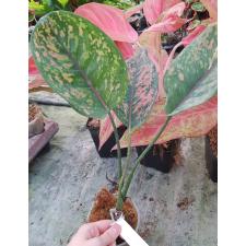 Aglaonema sp Heng Heng Heng стакан уценка 550р