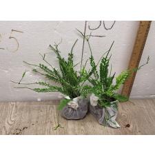 Asplenium cv. Kenzoi 