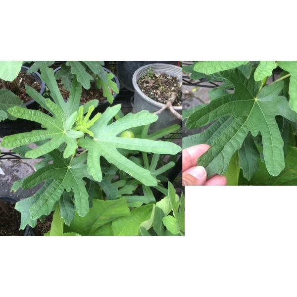 Ficus carica 'Black Mission' (USA clone)(black fruit)