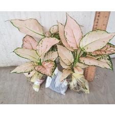 Aglaonema Baby Pink A-19
