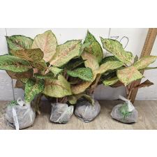 Аглаонема Фортуна  / Aglaonema Fortune A-86