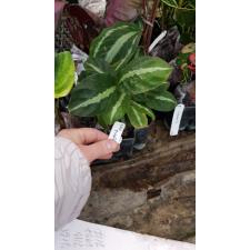 Calathea undulata pot