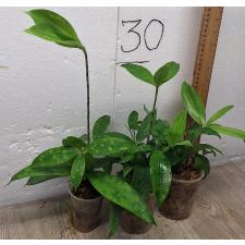 Драцена Суркулоза / Dracaena Surculosa