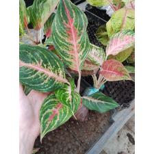 Aglaonema Maha Nakorn A-98