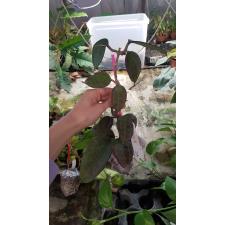 Hoya sp.925 (purple leaf)(234 по 2200р