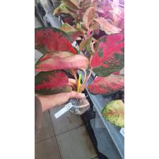 Aglaonema Sooksom Jaipong (green margin)125