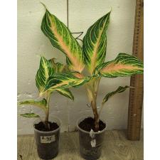 Аглаонема Панама розово-персиковая. / Aglaonema Panama - Pink peach A-95