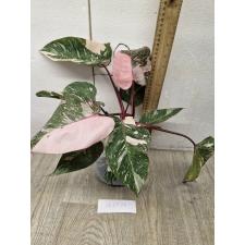 Филодендрон Розовая принцесса х Мраморный Король / PHILODENDRON PINK PRINCESS x MARBLE KING 18,05