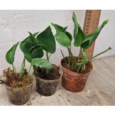 Эпипремнум годзилла / Epipremnum godzilla (S)