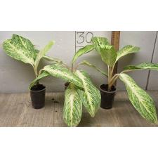 Aglaonema Rayong Gold
