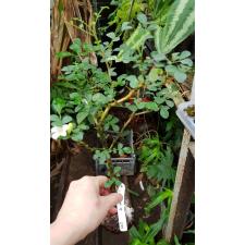 Murraya paniculata Dwarf (wavy leaf)(D) 128 распродажа