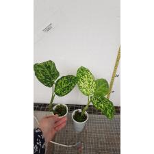 Dieffenbachia 'reflector' S pot