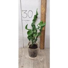 Microsorum punctatum cv. Twisted Dwarf (compact form) 174