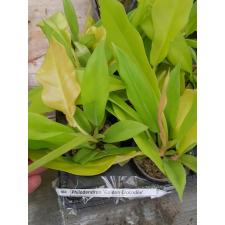 Philodendron 'Golden Crocodile