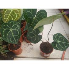 Anthurium Clarinervium 12 см горшок