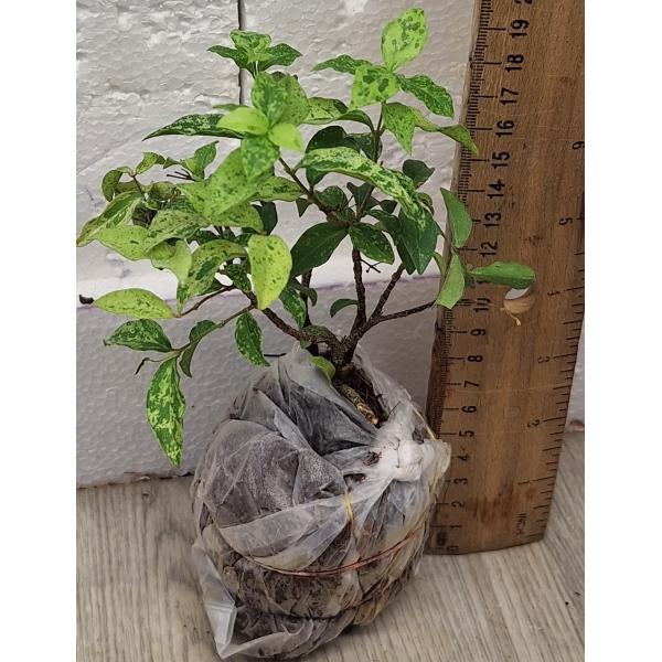 Мальпигия глабра карликовая (желтая варегатность) / Malpighia glabra Dwarf (yellow variegated)