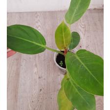 Philodendron sp orange pot  750p