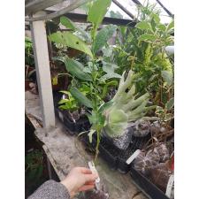 Citrus medica Buddha hand (not variegated 204/1