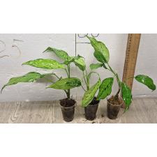 Dieffenbachia sp Tricolor