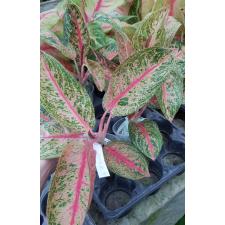 Aglaonema T27 Vicduri