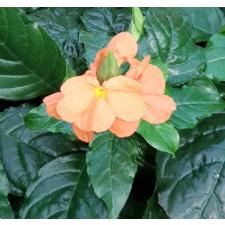 Crossandra Infundib. 'fortuna' 9 сm pot