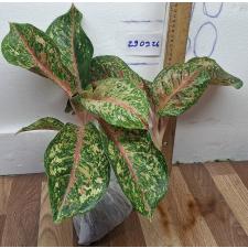 Аглаонема Платинум Карат Компактный / Aglaonema Platinum karat compact