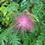 Calliandra haematocephala (pink flower)