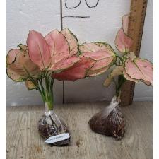 Aglaonema Baby Pink A-19