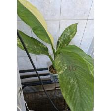 dieffenbachia sp Yellow variegated N10 по 2500p